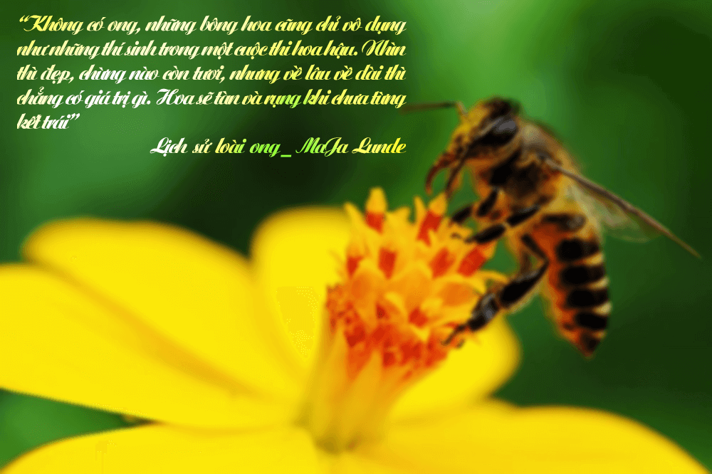 Lịch sử loài ong review