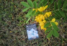 truy đuổi khói tuyết reviewsachnet